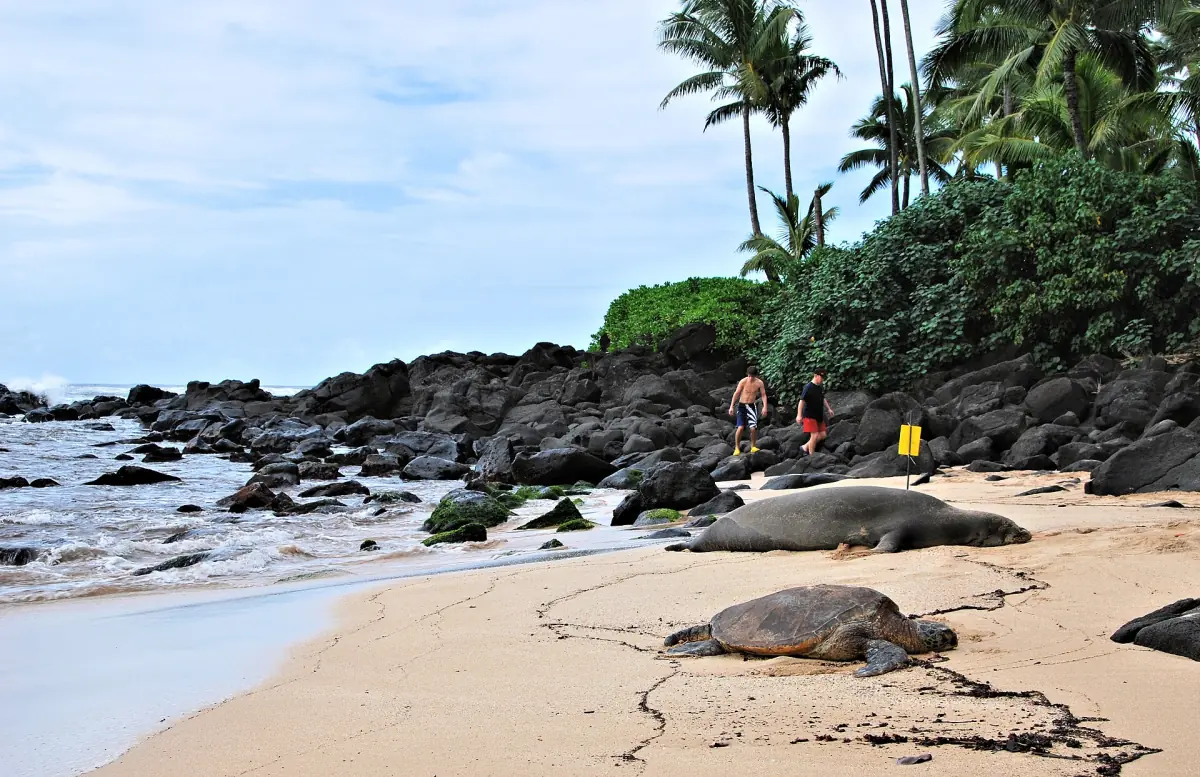 A green sea turtle at Laniakea Beach