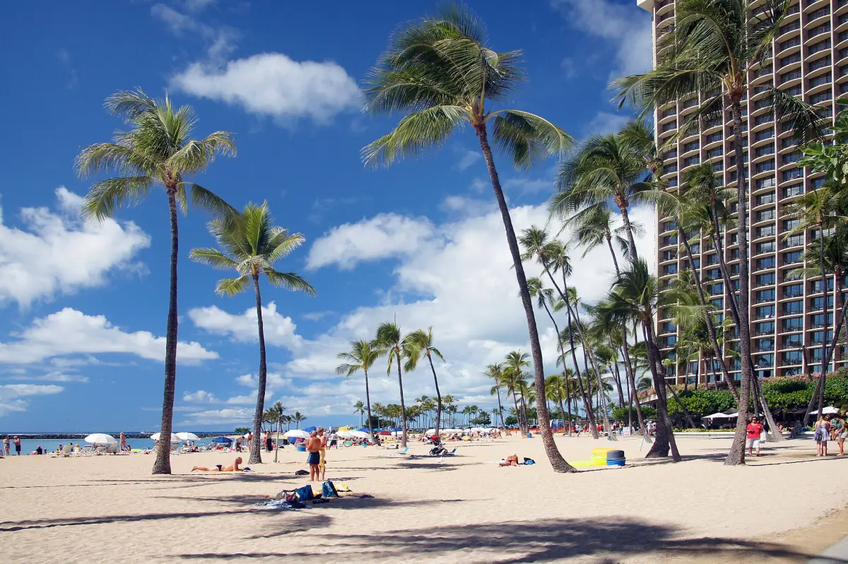 Palm trees on Waikiki Beach
